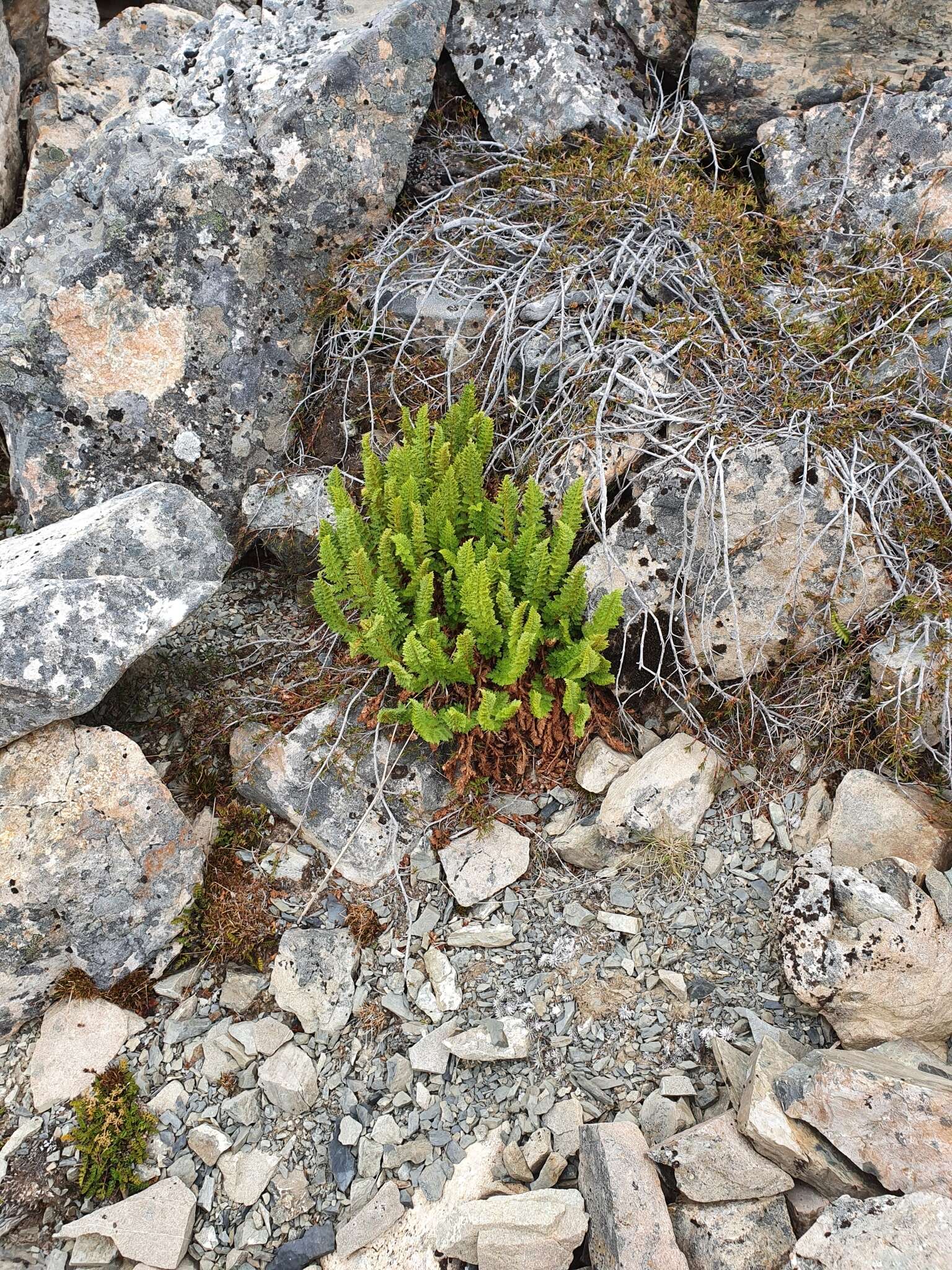 Image of Polystichum cystostegia (Hook.) Armstr.