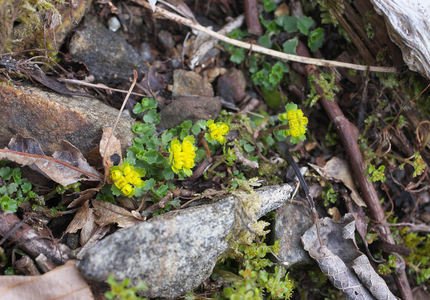 Image of Chrysosplenium pilosum var. sphaerospermum (Maxim.) Hara