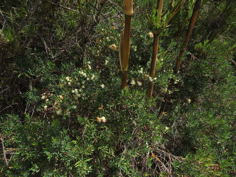 Image of Myrceugenia lanceolata (Juss. ex Jaume St.-Hil.) Kausel