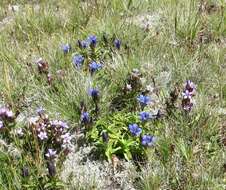 Image of crested gentian