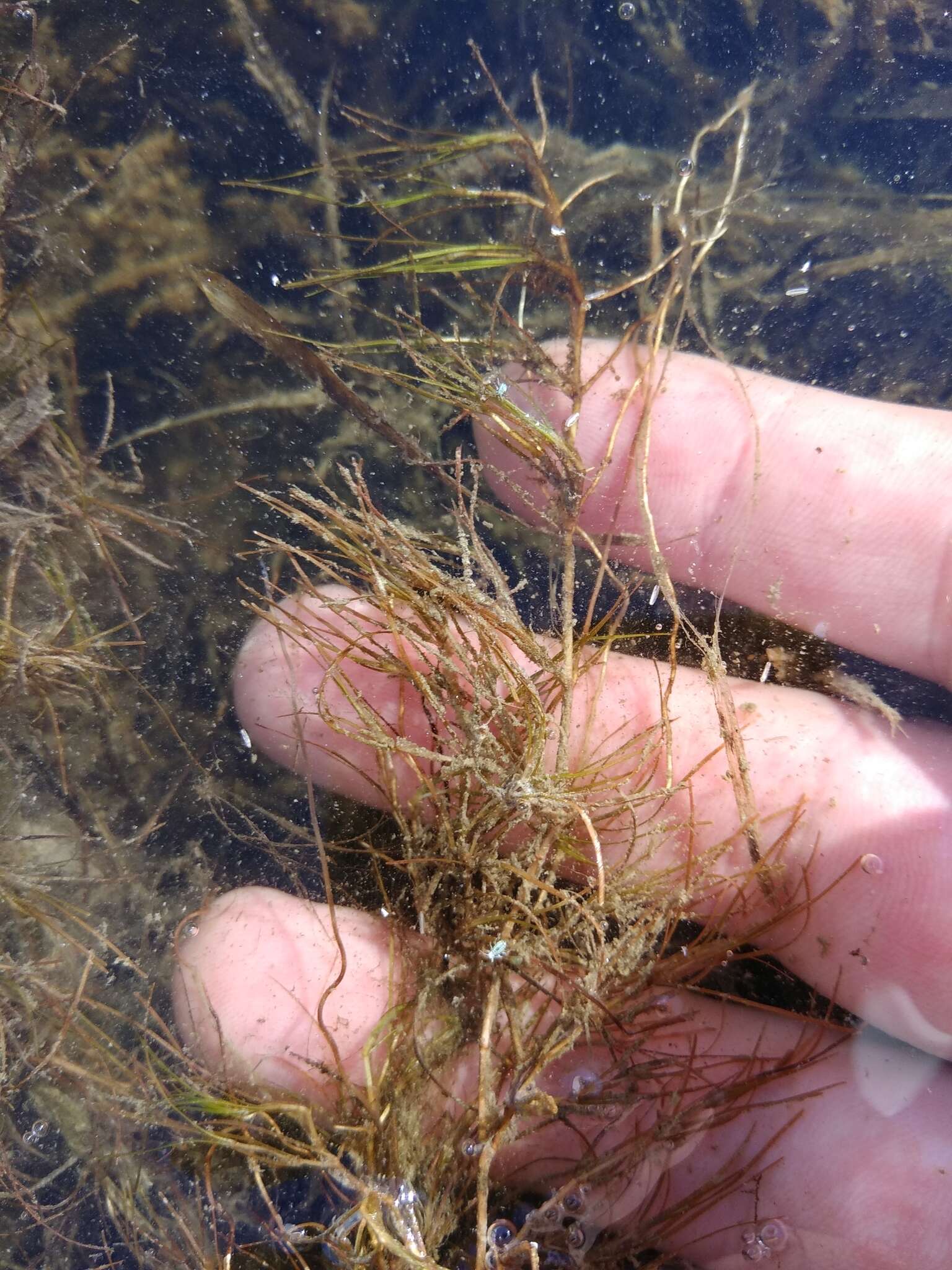 Image of Zannichellia palustris subsp. pedicellata (Rosén & Wahlenb.) Hook. fil.