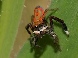 Image of Peacock spider