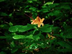 صورة Rhododendron cumberlandense E. L. Braun