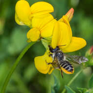 Image of Leafcutter bee