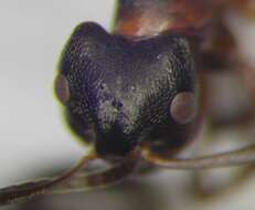 Image of Narrow headed ant