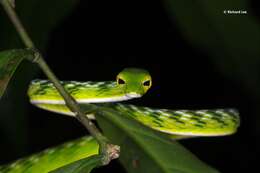 Image of Malayan Vine Snake
