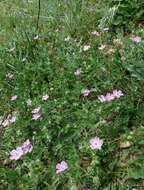 Image of Geranium albanum M. Bieb.