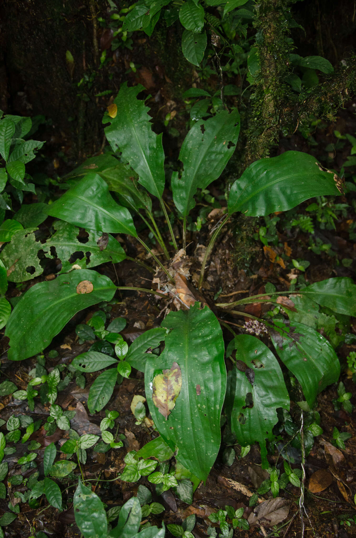 Image of Palisota alboanthera