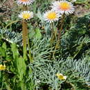 صورة Taraxacum pseudoroseum Schischk.