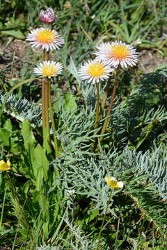 Plancia ëd Taraxacum pseudoroseum Schischk.