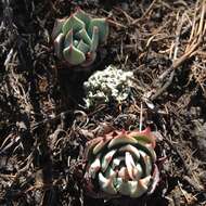 Image of Echeveria subalpina Rose & Purpus