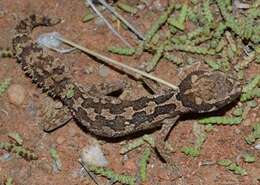 Image of Barnard’s Thick-toed gecko