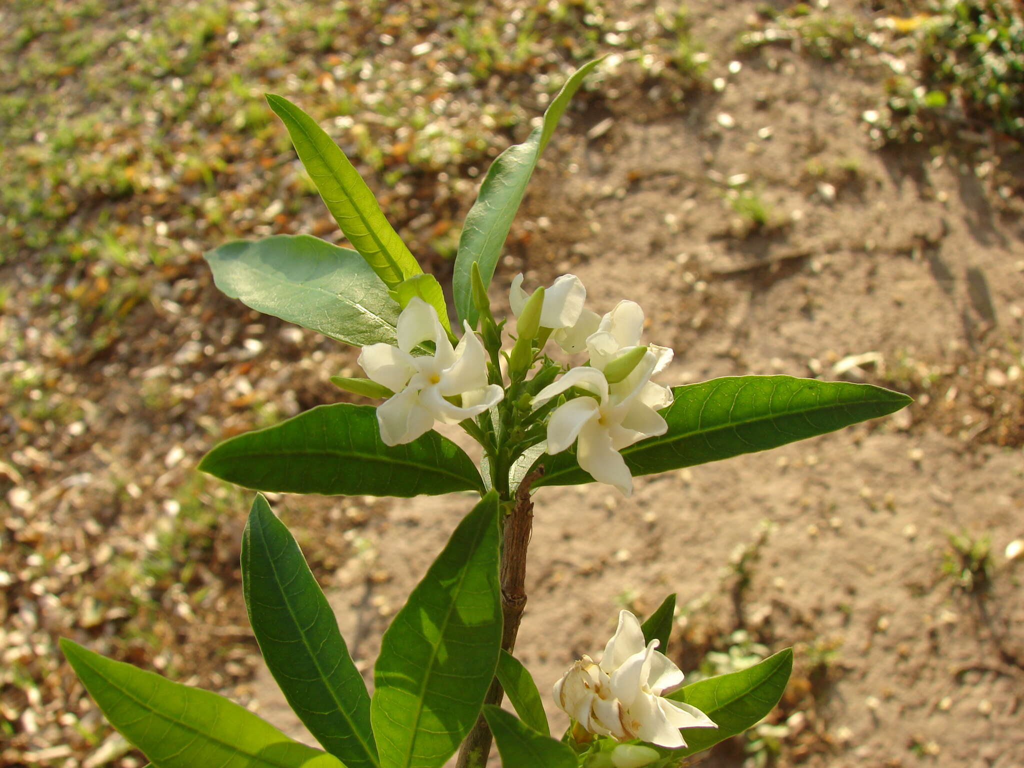 Tabernaemontana catharinensis A. DC.的圖片