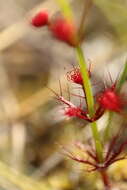 Drosera fimbriata De Buhr的圖片