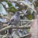 Image of Blackish-gray Antshrike