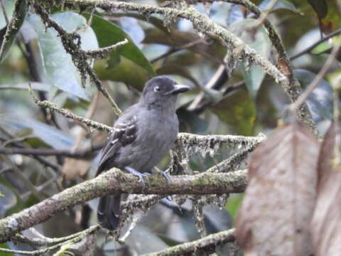 Image of Blackish-gray Antshrike