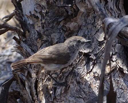 Image of Chestnut-rumped Thornbill