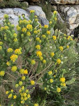 Image of Aspalathus capitata L.