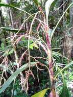 Image of Dypsis hildebrandtii (Baill.) Becc.