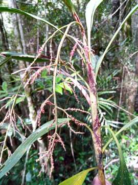 Image of Dypsis hildebrandtii (Baill.) Becc.