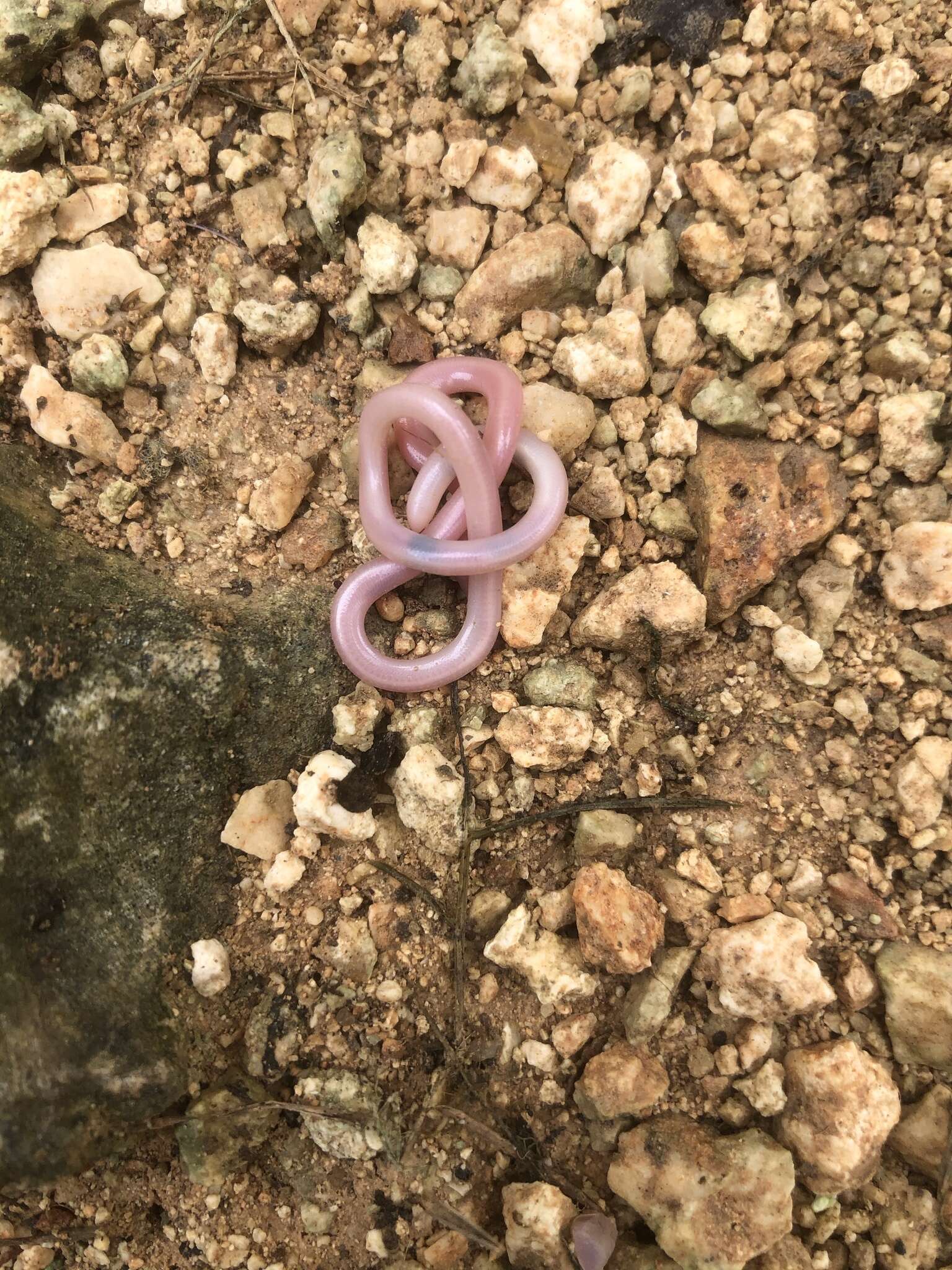 Image of Yucatecan Worm Snake