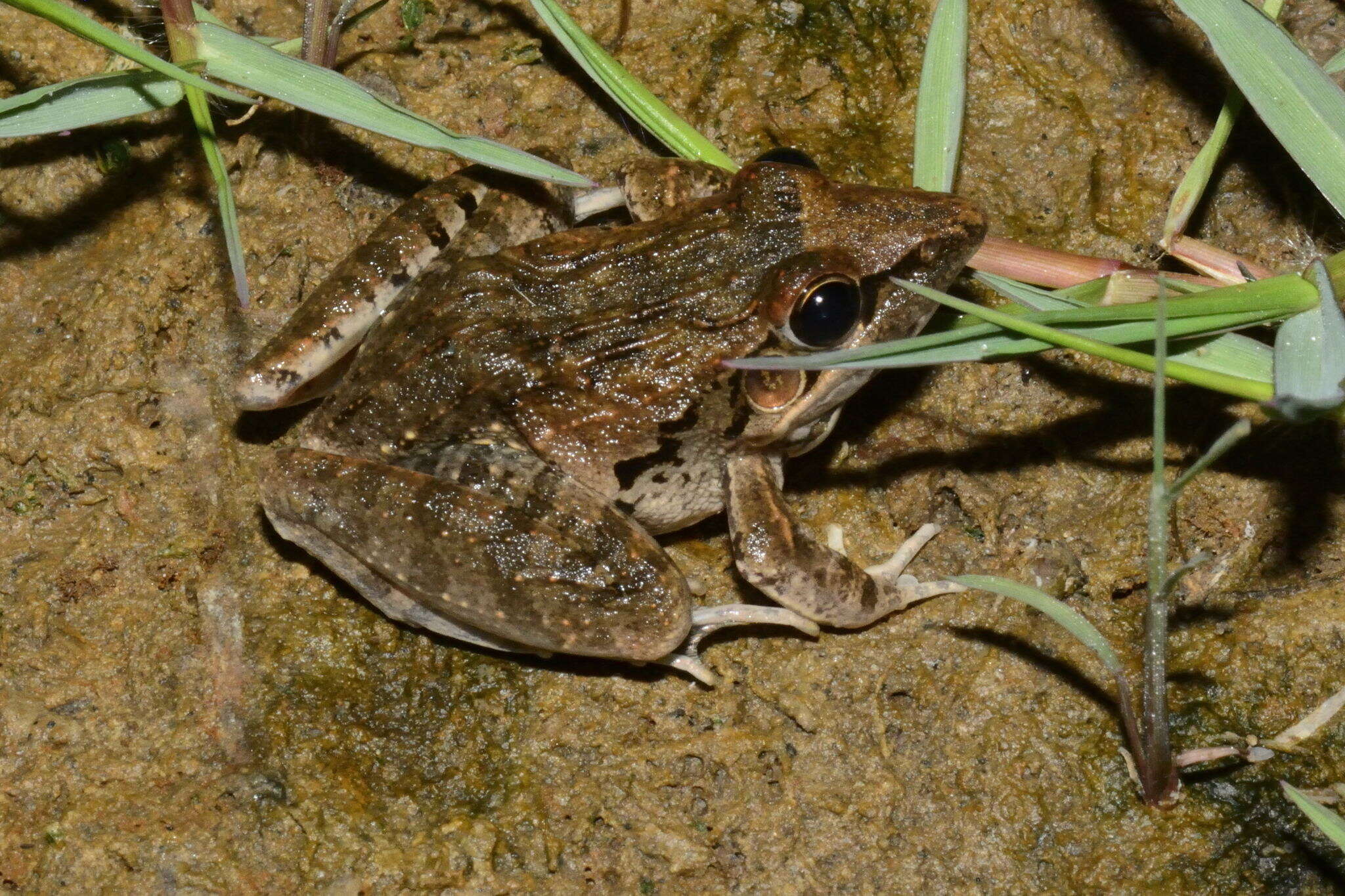 Image of Sharp-nosed Frog
