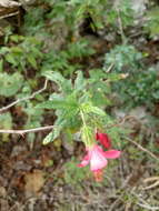 Image of Poeppig's rosemallow