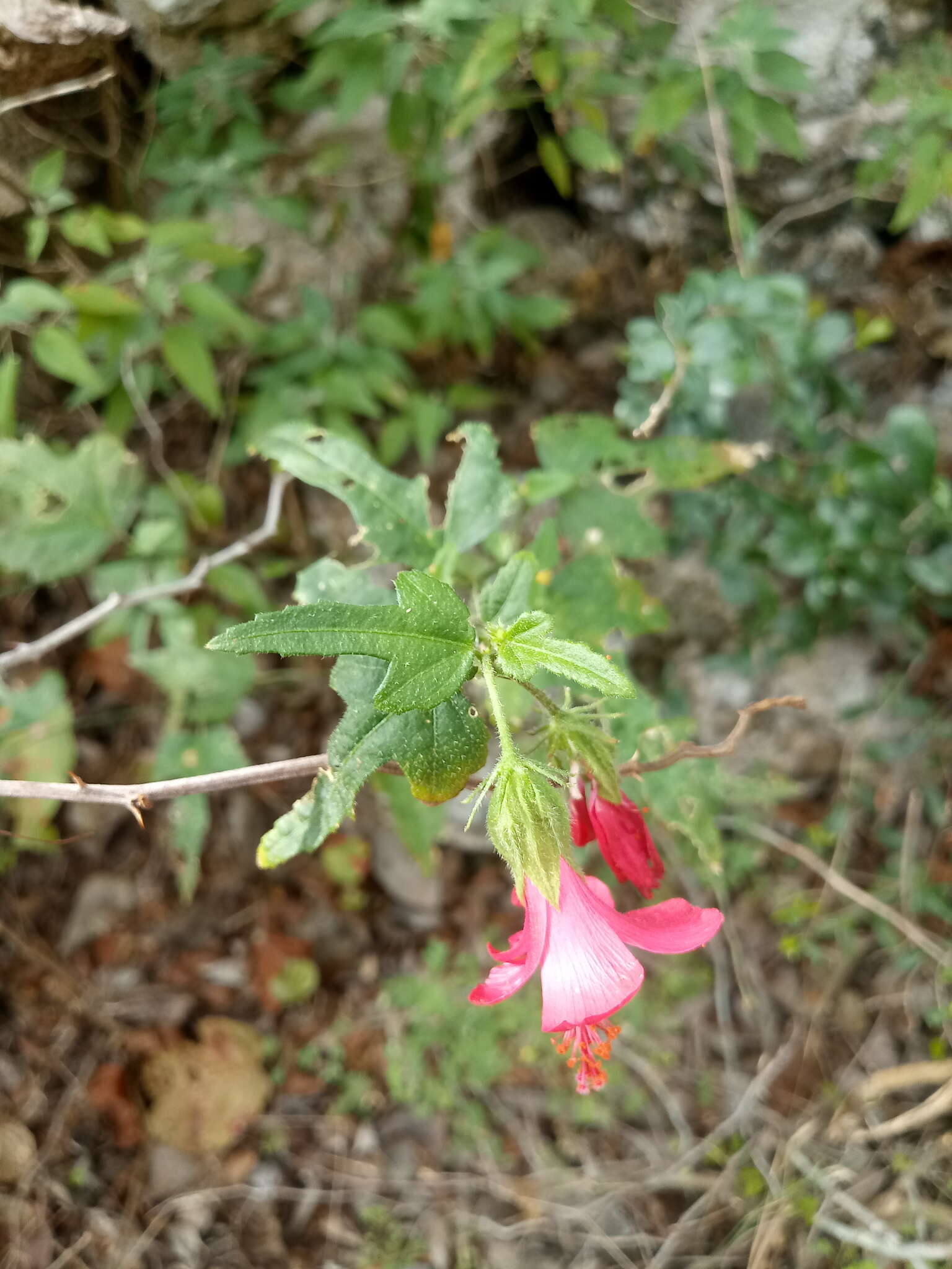 Image of Poeppig's rosemallow