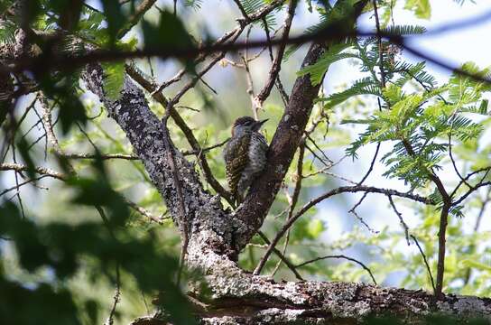 Image of Golden-tailed Woodpecker