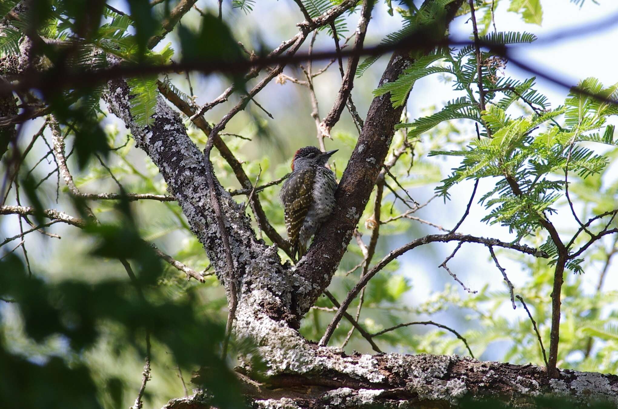 Image of Golden-tailed Woodpecker