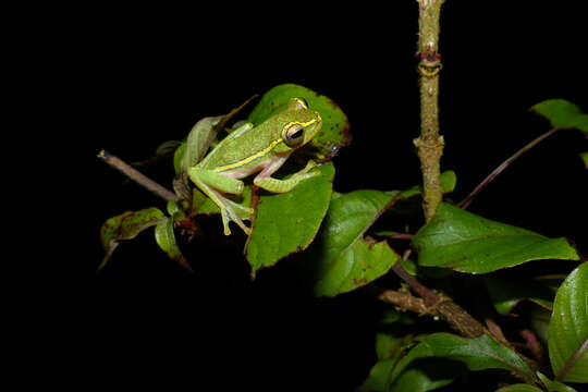 Image de Rhacophorus lateralis Boulenger 1883