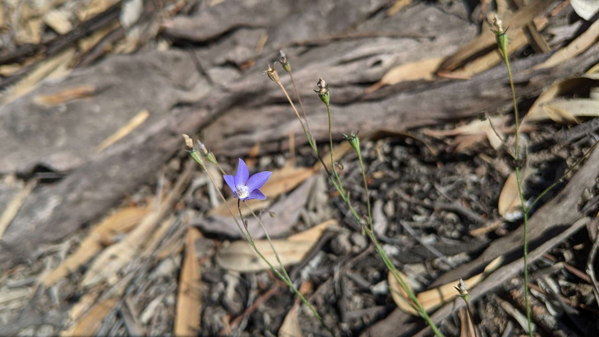 Image of Wahlenbergia fluminalis (J. M. Black) E. Wimm. ex H. Eichler