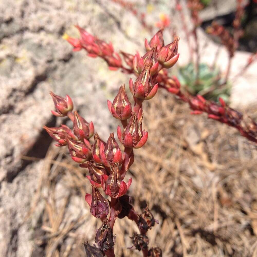 Image of Echeveria minima Meyrán