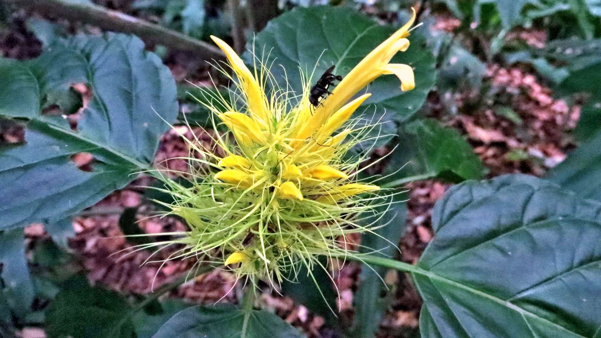 صورة Schaueria calytricha (Hook.) A. L. A. Côrtes