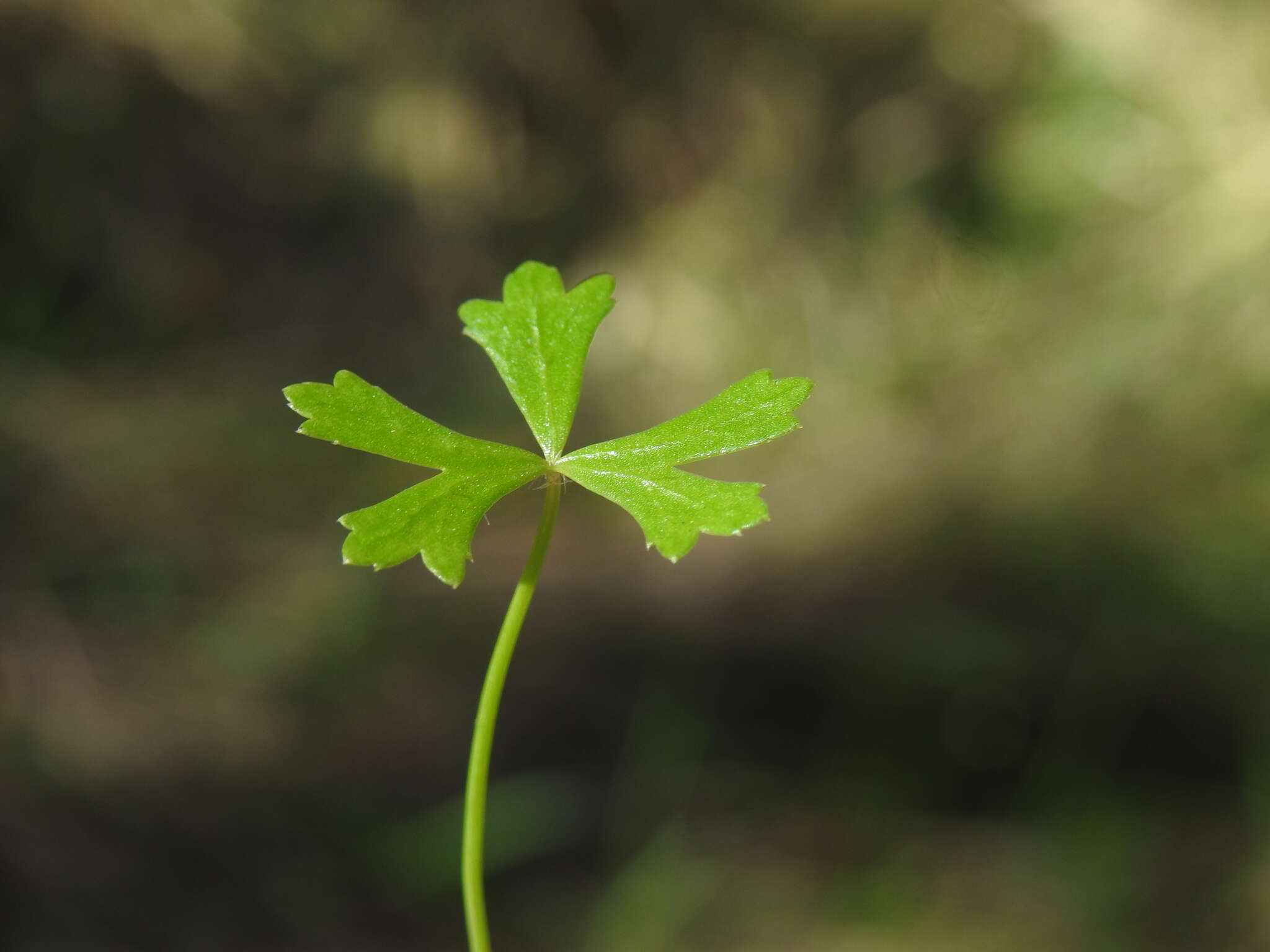 Image of Hydrocotyle paludosa A. R. Bean