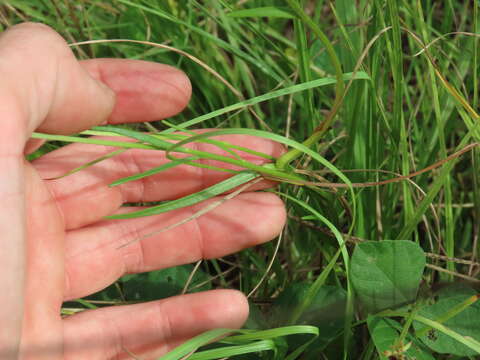 Image of grassleaf Barbara's buttons