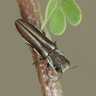 Image of Agrilus gibbicollis Fall 1901