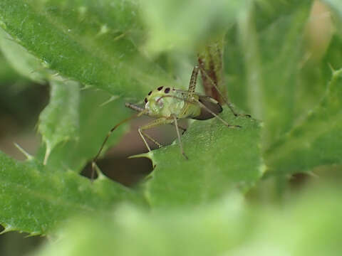 Image of Adelphocoris quadripunctatus (Fabricius 1794)