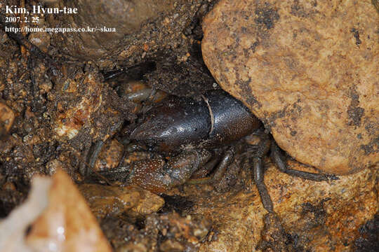 Cambaroides similis (Koelbel 1892) resmi