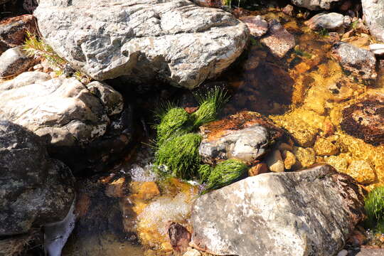 Image of Isolepis digitata Nees ex Schrad.