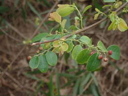 Image of Breynia vitis-idaea (Burm. fil.) C. E. C. Fisch.