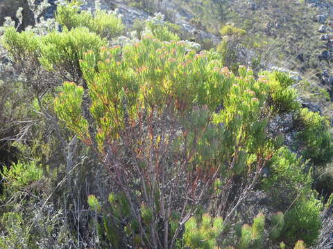 Plancia ëd Leucadendron comosum subsp. comosum