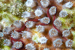 Image of Braun&#39;s pughead pipefish