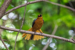 صورة Cossypha natalensis Smith & A 1840