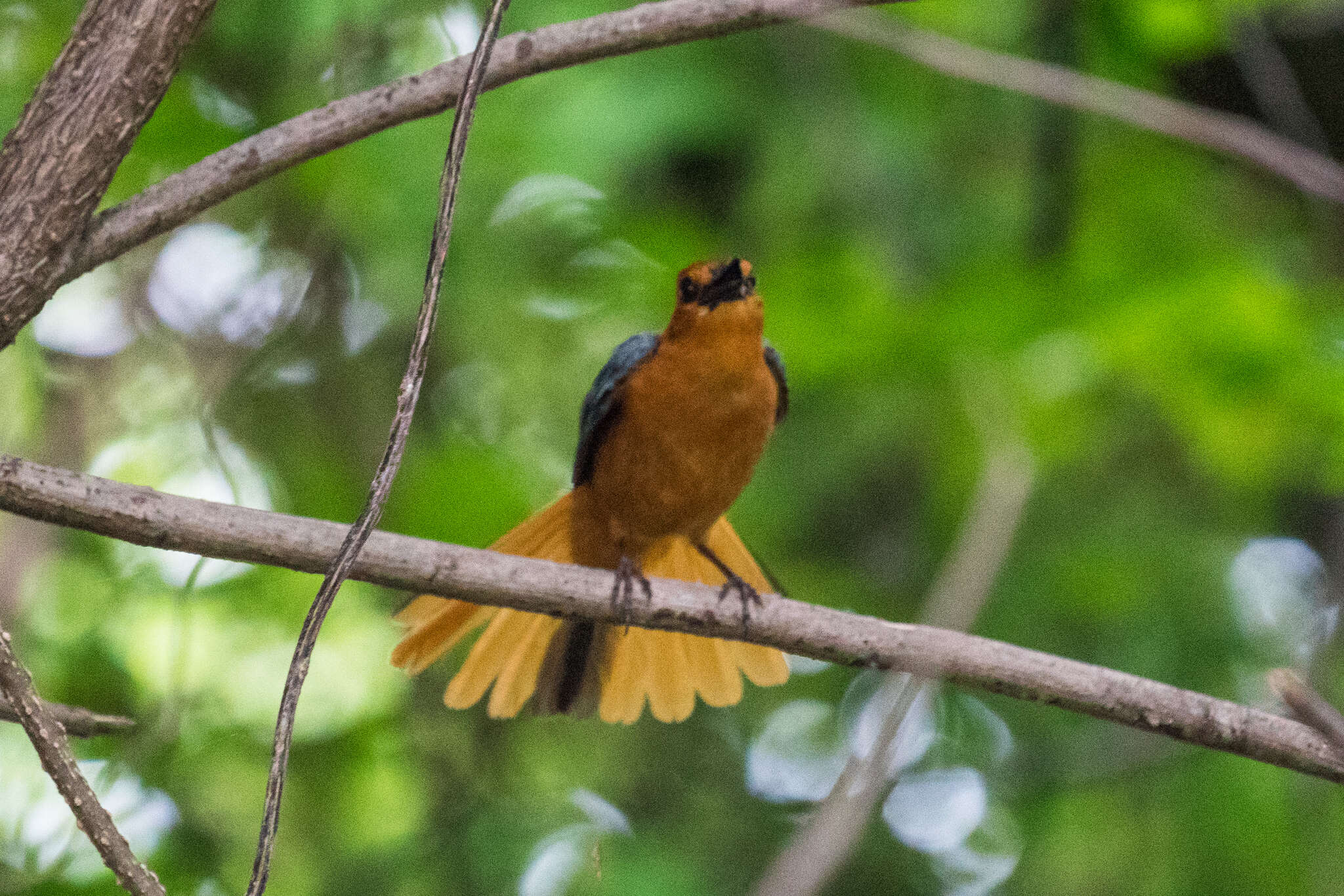 صورة Cossypha natalensis Smith & A 1840