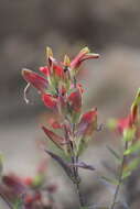 Слика од Castilleja integrifolia L. fil.