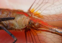 Image of Ruby Meadowhawk