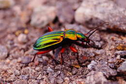 Carabus (Chrysocarabus) auronitens Fabricius 1792 resmi