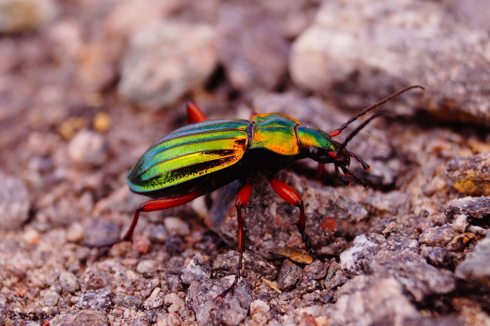 Carabus (Chrysocarabus) auronitens Fabricius 1792 resmi