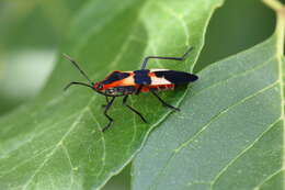 Image of Large Milkweed Bug